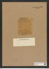 Actinoptychus maculatus Gr. et. St. (de-Toni-Nr.: Genus 227, Species 5566) Zeichnungen Sammlung Grunow Nr. 9602 (NHMW-BOT-W0379420)